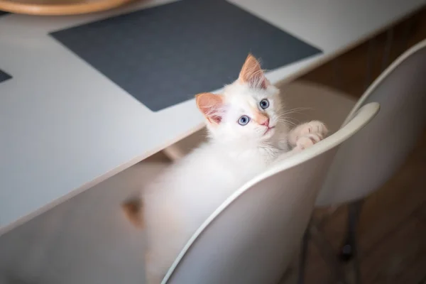 Vida Casa Con Una Mascota Gatito Juega Una Silla — Foto de Stock
