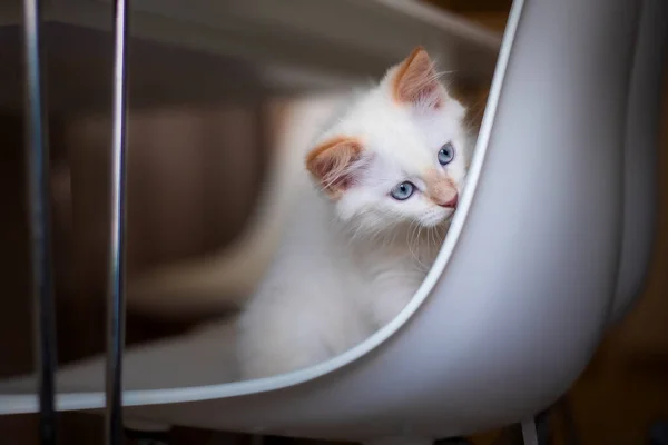 Ζωή Στο Σπίτι Ένα Κατοικίδιο Kitten Παίζει Μια Καρέκλα — Φωτογραφία Αρχείου