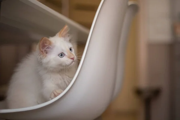 Vida Casa Com Animal Estimação Gatinho Joga Uma Cadeira — Fotografia de Stock