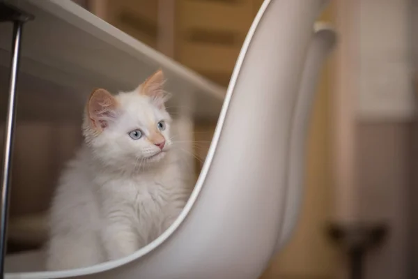 Vida Casa Con Una Mascota Gatito Juega Una Silla —  Fotos de Stock