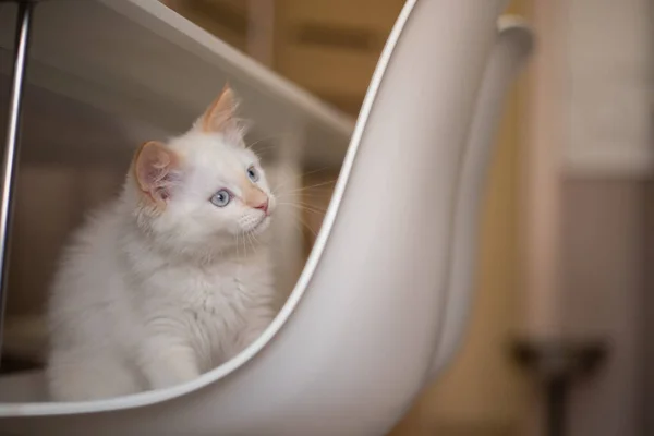 Vita Familiare Con Animale Domestico Gattino Gioca Una Sedia — Foto Stock