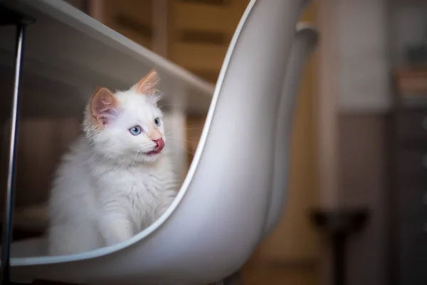 Ζωή Στο Σπίτι Ένα Κατοικίδιο Kitten Παίζει Μια Καρέκλα — Φωτογραφία Αρχείου