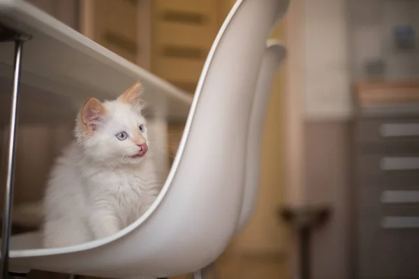 Vida Casa Con Una Mascota Gatito Juega Una Silla —  Fotos de Stock