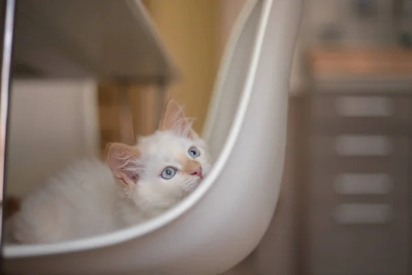 Hemma Med Ett Husdjur Kattunge Spelar Stol — Stockfoto