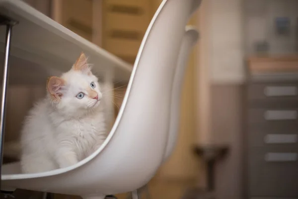 ペットとの家庭生活 子猫は椅子で遊ぶ — ストック写真