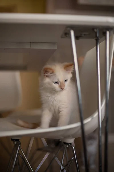 Vita Familiare Con Animale Domestico Gattino Gioca Una Sedia — Foto Stock