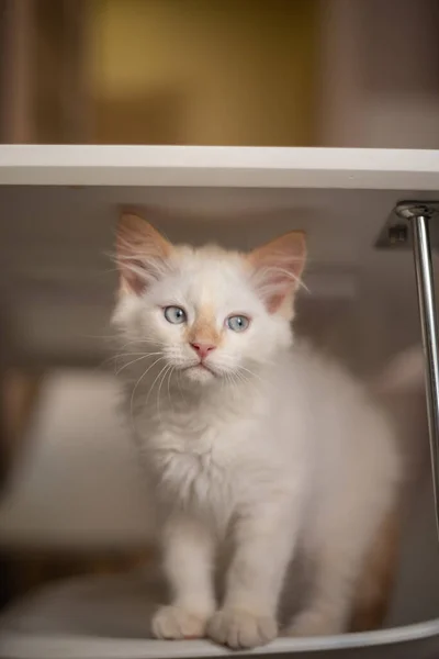 Ζωή Στο Σπίτι Ένα Κατοικίδιο Kitten Παίζει Μια Καρέκλα — Φωτογραφία Αρχείου