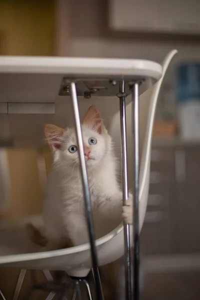 Vita Familiare Con Animale Domestico Gattino Gioca Una Sedia — Foto Stock