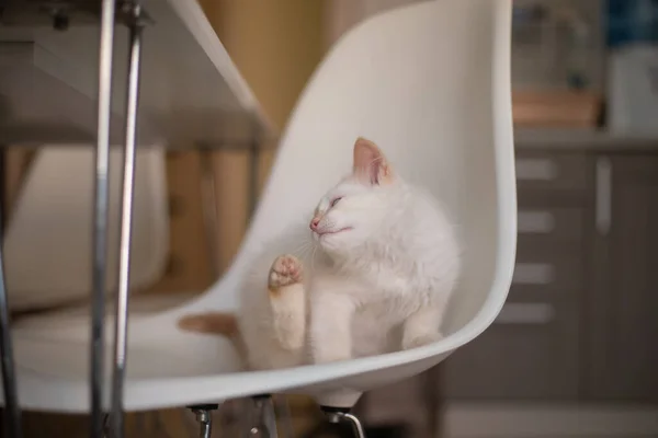 Vida Casa Con Una Mascota Gatito Juega Una Silla — Foto de Stock