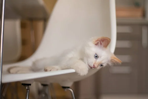 Vida Casa Com Animal Estimação Gatinho Joga Uma Cadeira — Fotografia de Stock