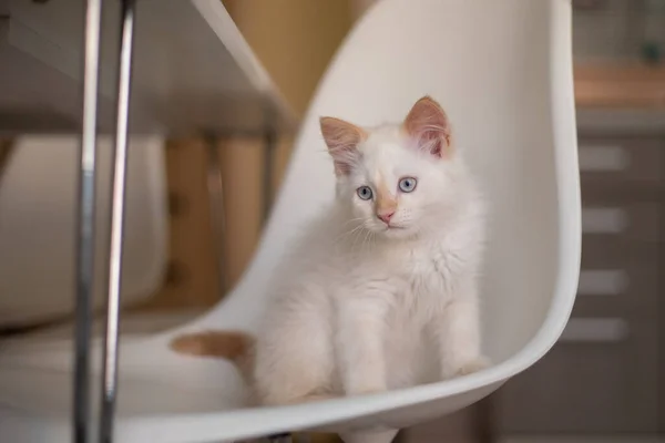 Thuis Leven Met Een Huisdier Kitten Speelt Een Stoel — Stockfoto