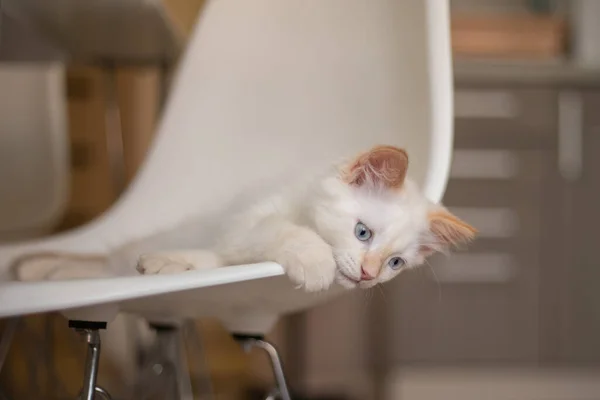 Vie Maison Avec Animal Kitten Joue Sur Une Chaise — Photo