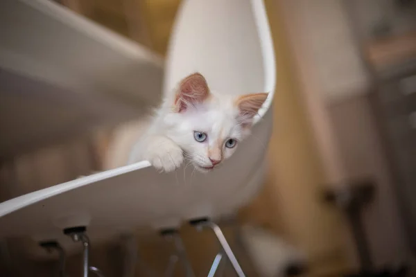 Vita Familiare Con Animale Domestico Gattino Gioca Una Sedia — Foto Stock