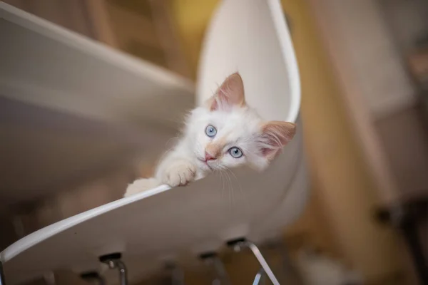 Thuis Leven Met Een Huisdier Kitten Speelt Een Stoel — Stockfoto