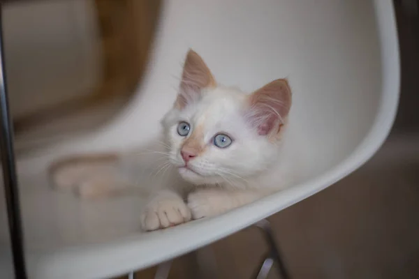 ペットとの家庭生活 子猫は椅子で遊ぶ — ストック写真