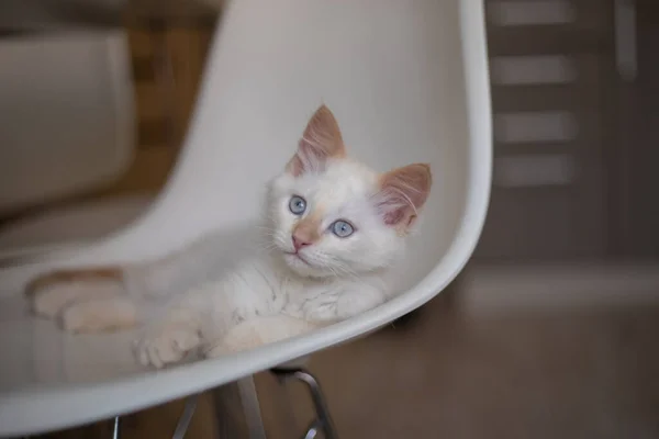 和宠物一起过家庭生活小猫在椅子上玩耍 — 图库照片