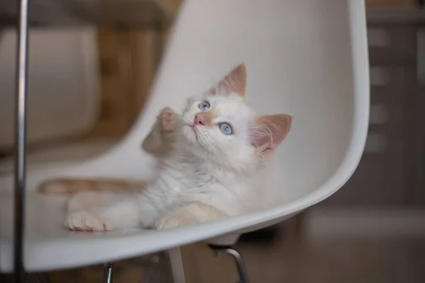 Thuis Leven Met Een Huisdier Kitten Speelt Een Stoel — Stockfoto