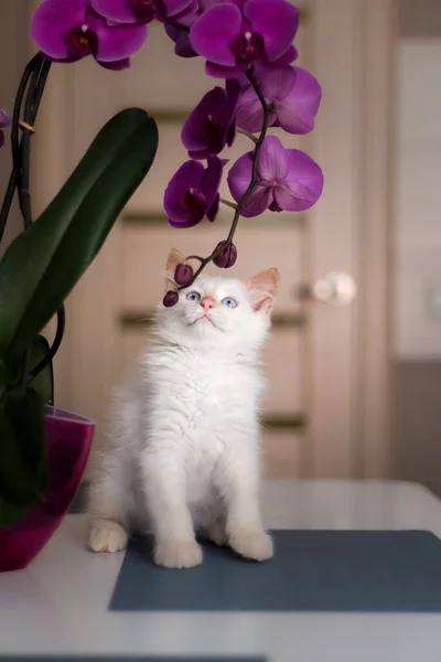 Söt Vacker Inhemsk Kattunge Med Orkidé Blomma Katten Känner Lukten — Stockfoto
