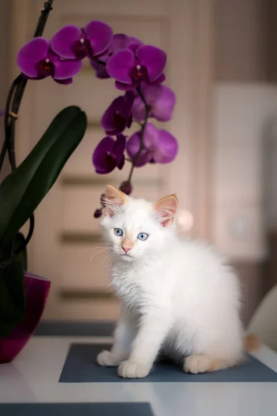 蘭の花とかわいい国内の子猫 猫はその植物の匂いがする 自然環境でのペットの可愛い写真 — ストック写真