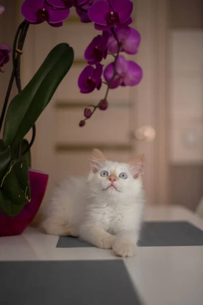 Orkide Çiçekli Sevimli Bir Evcil Kedi Yavrusu Kedi Bitkinin Kokusunu — Stok fotoğraf