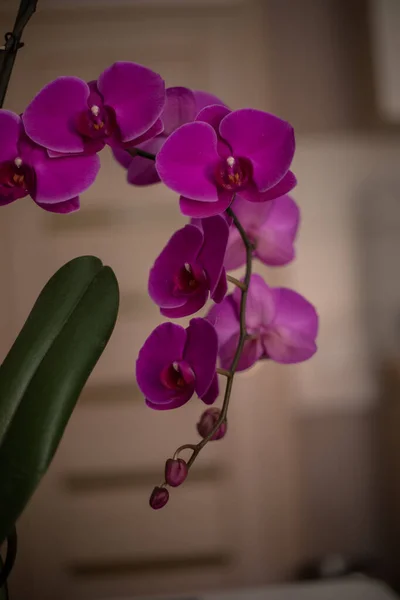 Interno Del Soggiorno Orchidea Viola Fiore Che Fiorisce Sul Tavolo — Foto Stock