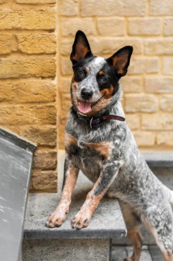 Arka patilerin üzerinde durup kameraya bakan sevimli gülümseyen köpek. Sığır köpeği. Blue Heeler köpek cinsi. Şehirde köpek, şehir.