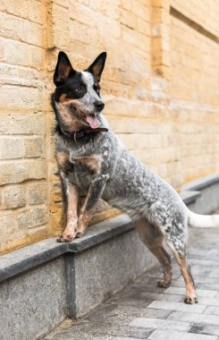 Arka patilerin üzerinde durup kameraya bakan sevimli gülümseyen köpek. Sığır köpeği. Blue Heeler köpek cinsi. Şehirde köpek, şehir.
