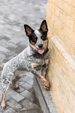Arka patilerin üzerinde durup kameraya bakan sevimli gülümseyen köpek. Sığır köpeği. Blue Heeler köpek cinsi. Şehirde köpek, şehir.