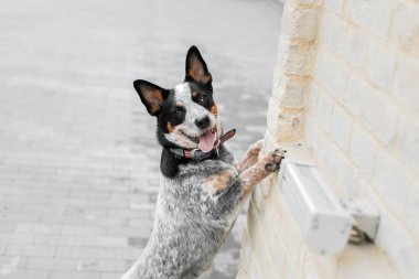 Arka patilerin üzerinde durup kameraya bakan sevimli gülümseyen köpek. Sığır köpeği. Blue Heeler köpek cinsi. Şehirde köpek, şehir.