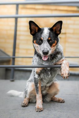 Arka patilerin üzerinde durup kameraya bakan sevimli gülümseyen köpek. Sığır köpeği. Blue Heeler köpek cinsi. Şehirde köpek, şehir.