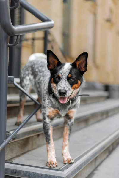 Cattle dog. Cute dog, City, urban, lifestyle.  Blue heeler dog breed
