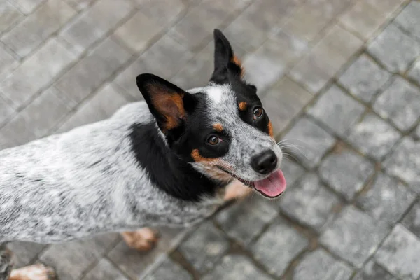 Sapi Anjing Melihat Atas Anjing Lucu Kota Perkotaan Gaya Hidup — Stok Foto