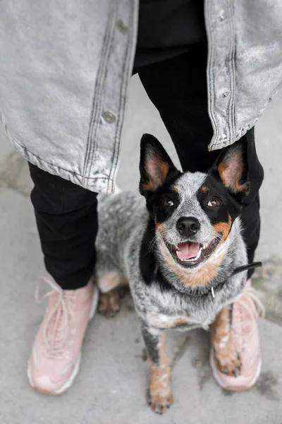 Dog standing on owners feet. Dog with owner. Happy pet. Dog training. Blue cattle dog