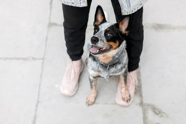 Cão Proprietários Pés Cão Com Dono Feliz Animal Estimação Treinamento — Fotografia de Stock