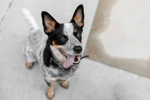 Sapi Anjing Melihat Atas Anjing Lucu Kota Perkotaan Gaya Hidup — Stok Foto