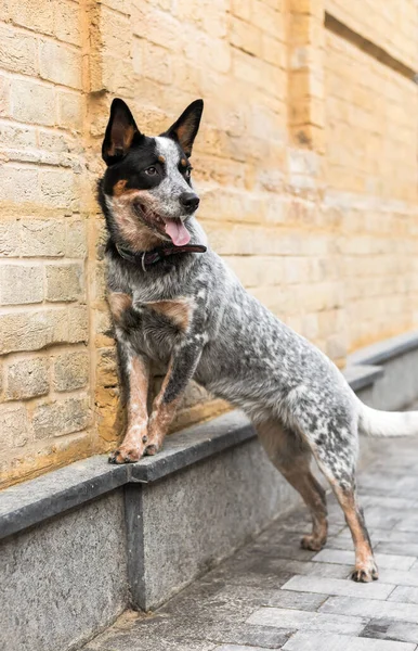 Adorable Smiling Dog Standing Hind Paws Looking Camera Cattle Dog — Stock Photo, Image