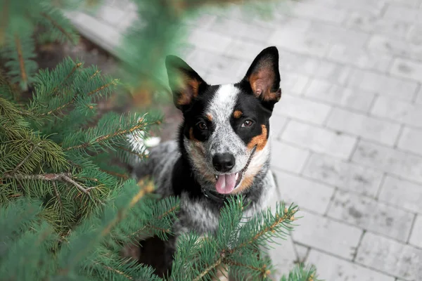 Sapi Anjing Dengan Evergreen Anjing Lucu Kota Perkotaan Gaya Hidup — Stok Foto