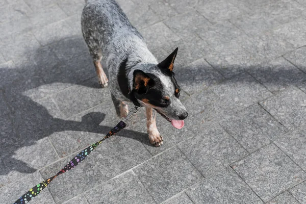 Dog with the leash. Cute dog, City, urban, lifestyle pet accessories