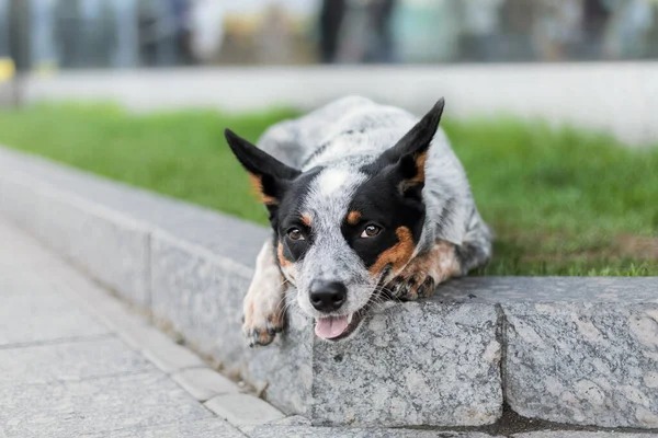 Cão Gado Deitado Cão Bonito Cidade Urbano Estilo Vida — Fotografia de Stock