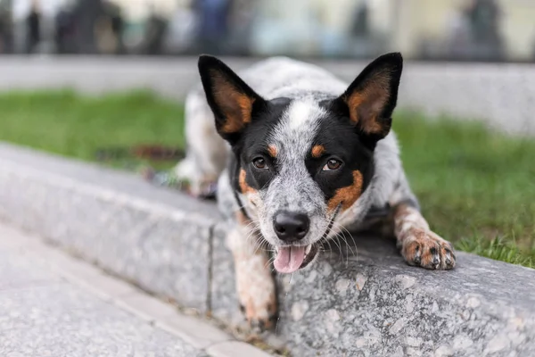 Kvæghunden Ligger Ned Sød Hund Urbane Livsstil - Stock-foto