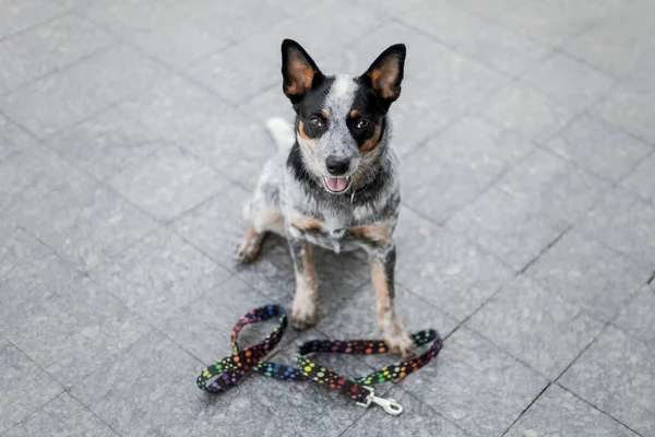 Pes Vodítkem Roztomilý Pes Město Městský Životní Styl Pet Příslušenství — Stock fotografie