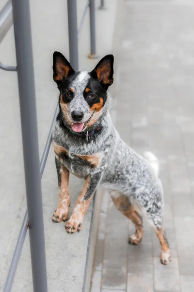 Adorable smiling dog standing on hind paws, looking at the camera. Cattle dog. Blue heeler dog breed. Dog at the city, urban