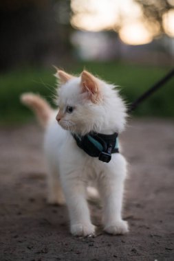 Şirin tüylü kedi tasması üzerinde yürüyor.. 