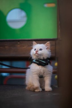 Şirin tüylü kedi tasması üzerinde yürüyor.. 