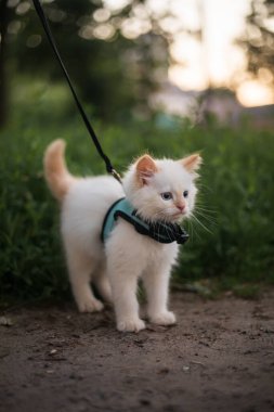 Şirin tüylü kedi tasması üzerinde yürüyor.. 