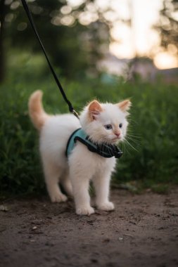Cute fluffy kitten walking on the leash outdoor.  clipart