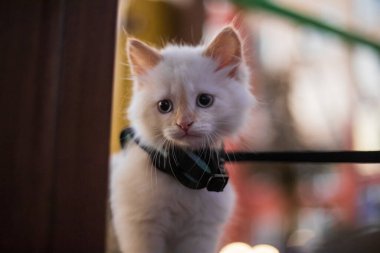 Şirin tüylü kedi tasması üzerinde yürüyor.. 