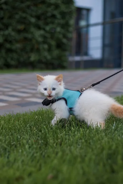 かわいいふわふわの子猫が外を歩く — ストック写真