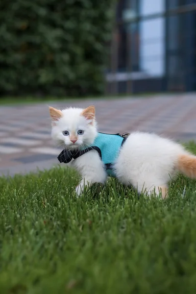 Carino Morbido Gattino Piedi Guinzaglio All Aperto — Foto Stock