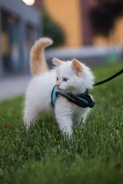 Cute Fluffy Kitten Walking Leash Outdoor — Stock Photo, Image